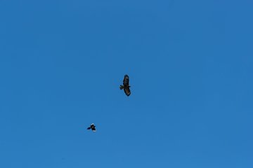 Bild 328 - RL Grossflottbeker THGC - PTC Rot-Weiss Potsdam : Ergebnis: 5:4